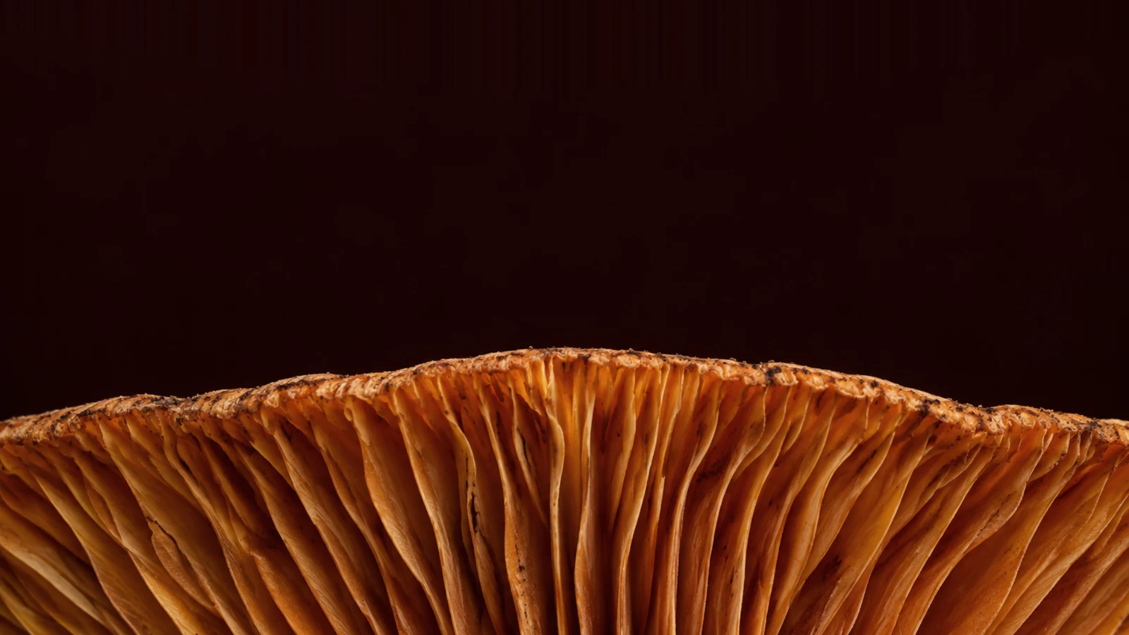 Terracotta mushroom gills rising into a curved horizon