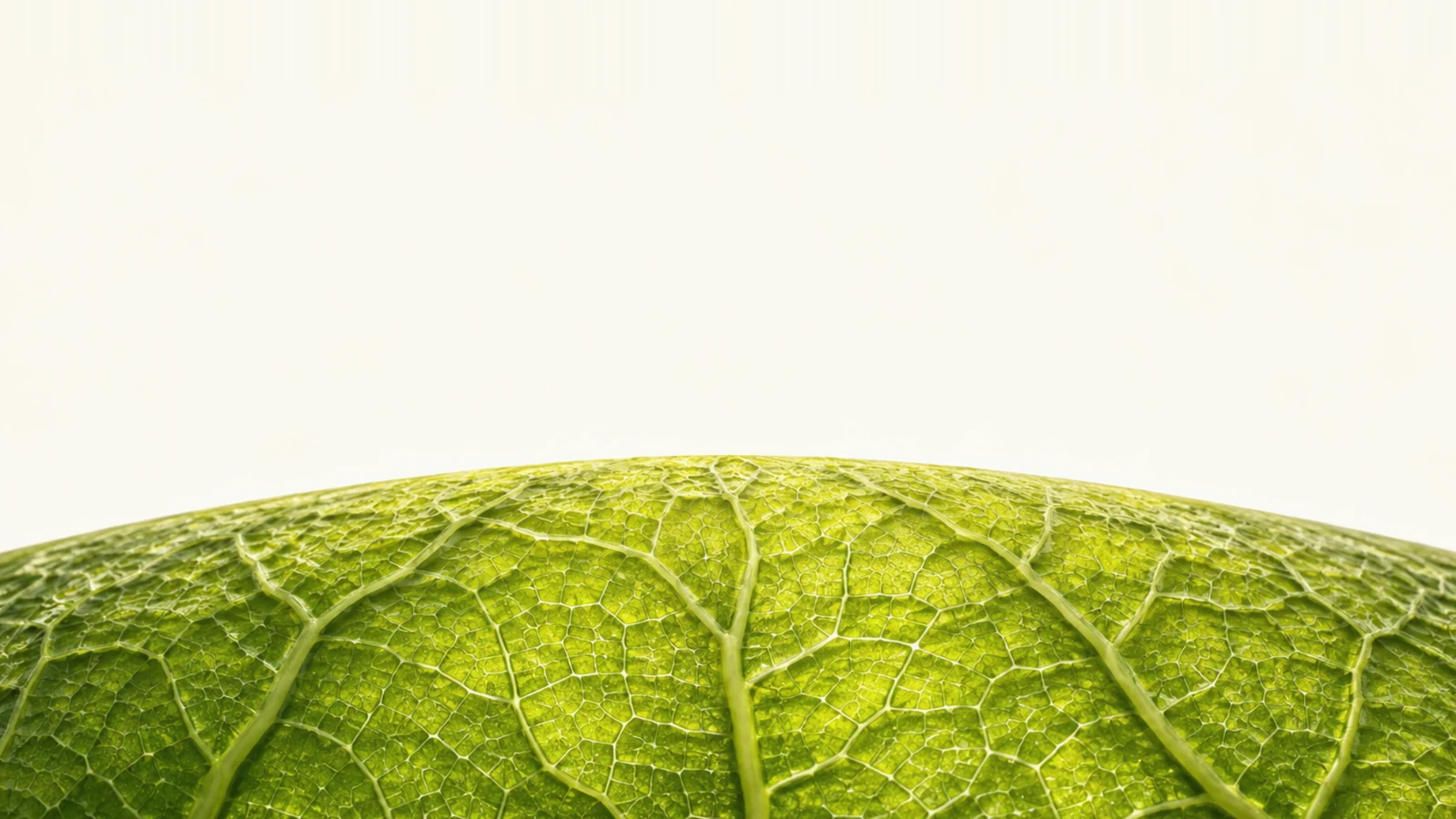 Bright green leaf veins forming a branching landscape