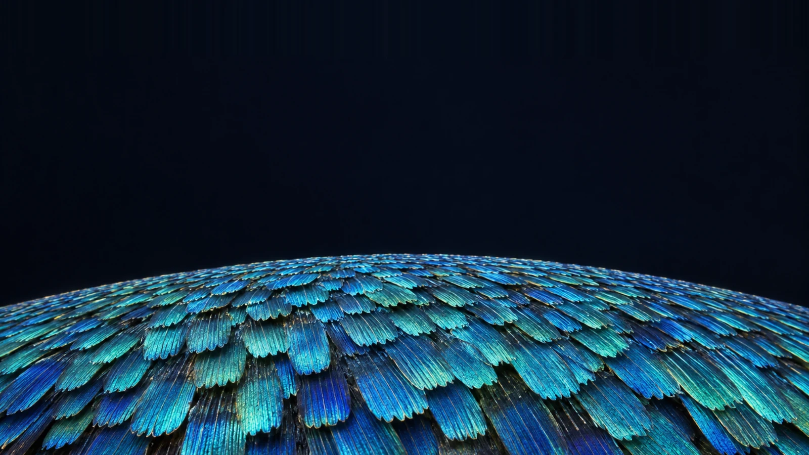 Iridescent blue wing scales overlapping like tiles