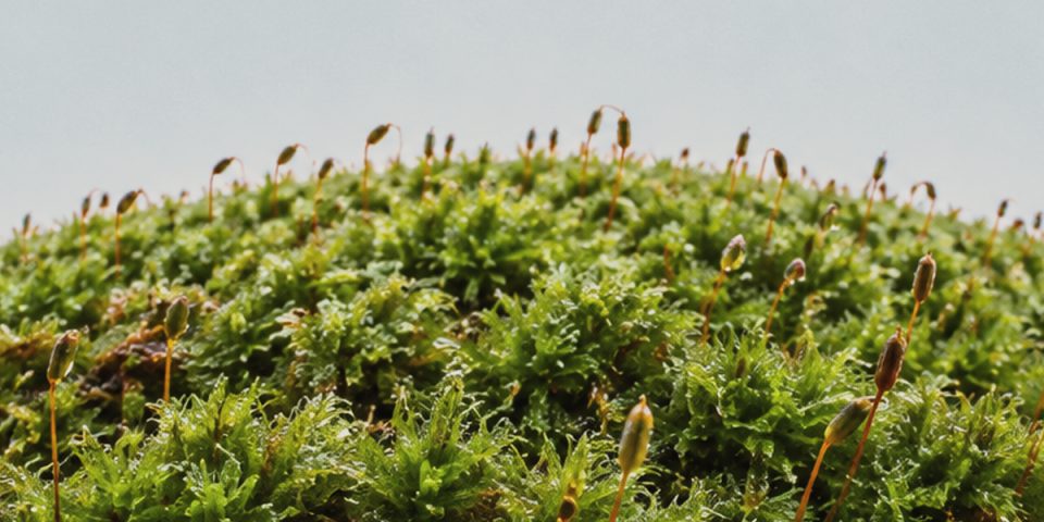 Moss with sporophyte stalks along a curved horizon